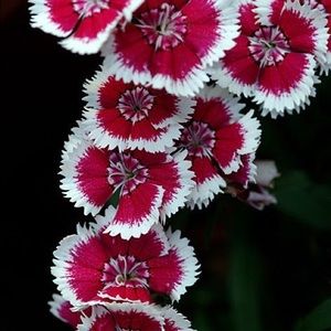 Meet your Posher, Sharanaa